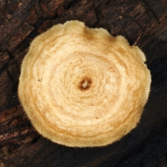 Lentinus arcularius (Fringed Polypore) at Ainslie, ACT - 10 Apr 2020 by jb2602