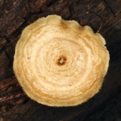 Lentinus arcularius (Fringed Polypore) at Mount Ainslie - 10 Apr 2020 by jb2602