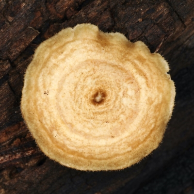 Lentinus arcularius (Fringed Polypore) at Ainslie, ACT - 10 Apr 2020 by jbromilow50