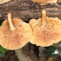 Lentinus arcularius at Ainslie, ACT - 10 Apr 2020