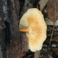 Lentinus arcularius at Ainslie, ACT - 10 Apr 2020