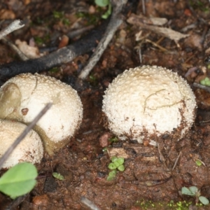 zz puffball at Majura, ACT - 10 Apr 2020