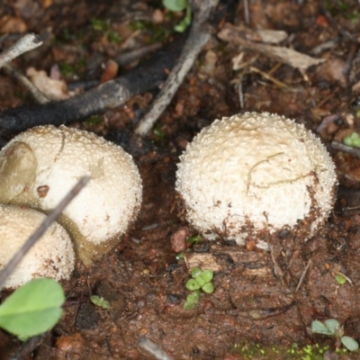 zz puffball at Mount Ainslie - 10 Apr 2020 by jb2602