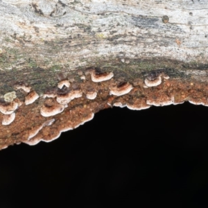 Xylobolus illudens at Ainslie, ACT - 10 Apr 2020