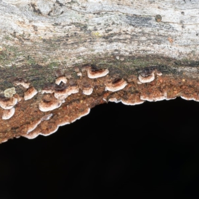 Xylobolus illudens (Purplish Stereum) at Ainslie, ACT - 10 Apr 2020 by jb2602