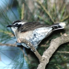 Chrysococcyx osculans (Black-eared Cuckoo) at Stromlo, ACT - 8 Oct 2007 by Harrisi