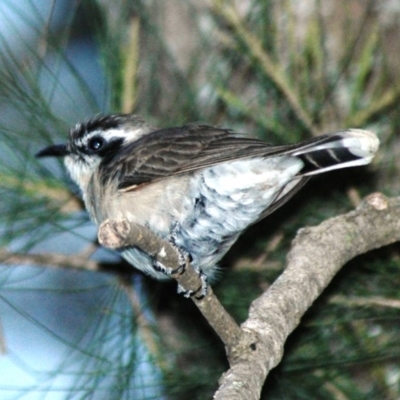 Chrysococcyx osculans (Black-eared Cuckoo) at Stromlo, ACT - 8 Oct 2007 by Harrisi