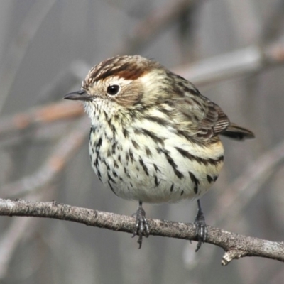 Pyrrholaemus sagittatus (Speckled Warbler) at Stromlo, ACT - 11 May 2007 by Harrisi