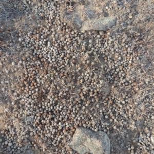 Oryctolagus cuniculus at Greenway, ACT - 22 Jan 2020