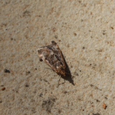 Achyra affinitalis (Cotton Web Spinner) at Cook, ACT - 31 Mar 2020 by Tammy