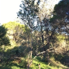 Banksia integrifolia subsp. integrifolia (Coast Banksia) at Tura Beach, NSW - 15 May 2020 by Carine