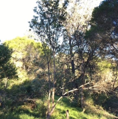 Banksia integrifolia subsp. integrifolia (Coast Banksia) at Tura Beach, NSW - 15 May 2020 by Carine