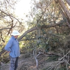 Banksia integrifolia subsp. integrifolia (Coast Banksia) at North Tura - 15 May 2020 by Carine