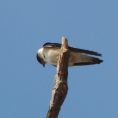 Petrochelidon nigricans (Tree Martin) at Greenway, ACT - 22 Jan 2020 by michaelb