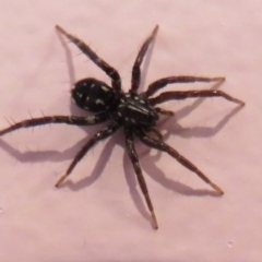 Nyssus albopunctatus (White-spotted swift spider) at Flynn, ACT - 13 May 2020 by Christine