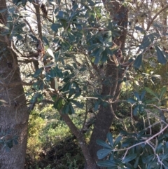 Banksia integrifolia subsp. integrifolia (Coast Banksia) at North Tura - 15 May 2020 by Carine