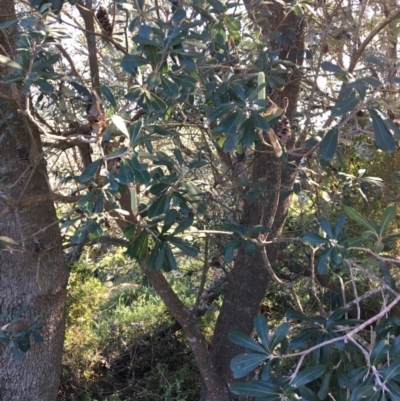 Banksia integrifolia subsp. integrifolia (Coast Banksia) at North Tura - 15 May 2020 by Carine