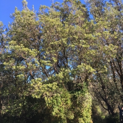 Banksia integrifolia subsp. integrifolia (Coast Banksia) at Tura Beach, NSW - 15 May 2020 by Carine