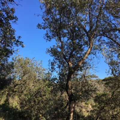 Banksia integrifolia subsp. integrifolia (Coast Banksia) at North Tura - 15 May 2020 by Carine