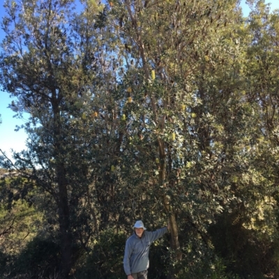 Banksia integrifolia subsp. integrifolia (Coast Banksia) at North Tura - 15 May 2020 by Carine