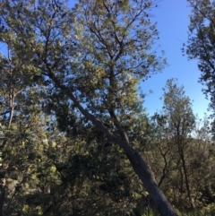 Banksia integrifolia subsp. integrifolia (Coast Banksia) at North Tura - 15 May 2020 by Carine