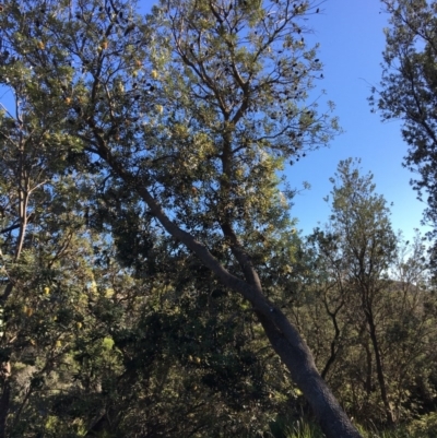 Banksia integrifolia subsp. integrifolia (Coast Banksia) at North Tura - 15 May 2020 by Carine