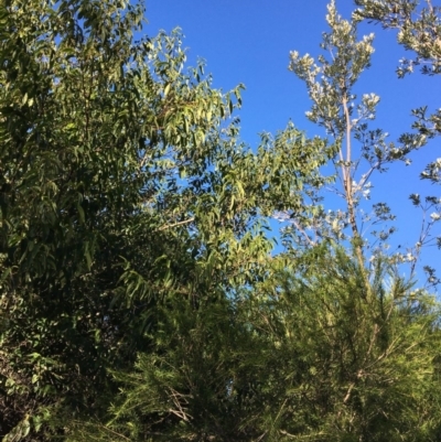 Banksia integrifolia subsp. integrifolia (Coast Banksia) at Tura Beach, NSW - 15 May 2020 by Carine