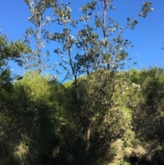 Banksia integrifolia subsp. integrifolia (Coast Banksia) at North Tura - 15 May 2020 by Carine