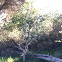 Banksia integrifolia subsp. integrifolia (Coast Banksia) at North Tura - 15 May 2020 by Carine