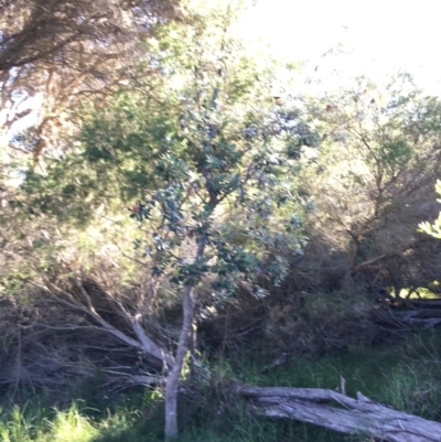 Banksia integrifolia subsp. integrifolia (Coast Banksia) at North Tura - 15 May 2020 by Carine