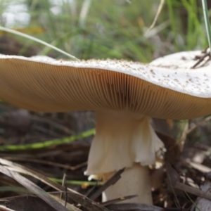 Amanita sp. at Aranda, ACT - 12 May 2020