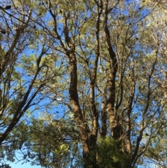 Banksia integrifolia subsp. integrifolia (Coast Banksia) at North Tura - 15 May 2020 by Carine