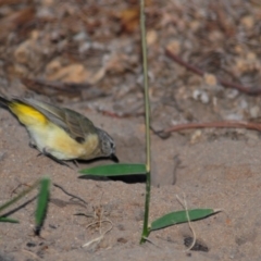 Acanthiza chrysorrhoa (Yellow-rumped Thornbill) at Wee Jasper, NSW - 13 Dec 2009 by Harrisi