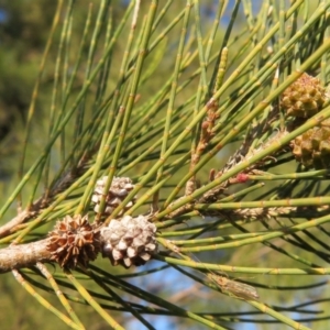 Casuarina cunninghamiana subsp. cunninghamiana at Dunlop, ACT - 24 May 2020