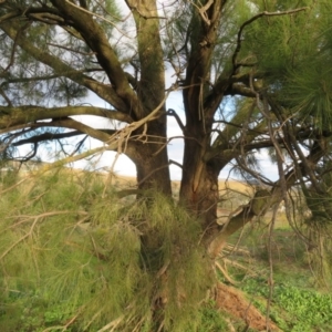 Casuarina cunninghamiana subsp. cunninghamiana at Dunlop, ACT - 24 May 2020