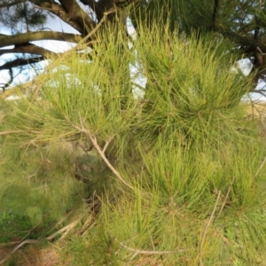 Casuarina cunninghamiana subsp. cunninghamiana at Dunlop, ACT - 24 May 2020