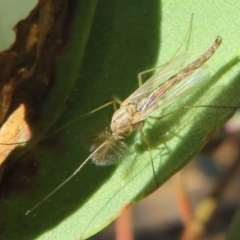 Chironomidae (family) at Dunlop, ACT - 15 May 2020