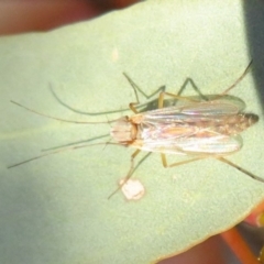 Chironomidae (family) at Dunlop, ACT - 15 May 2020