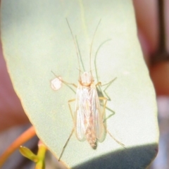 Chironomidae (family) at Dunlop, ACT - 15 May 2020 03:48 PM