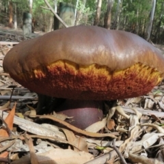 zz bolete at Coree, ACT - 16 Apr 2020 by Christine