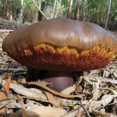 zz bolete at Coree, ACT - 16 Apr 2020 by Christine