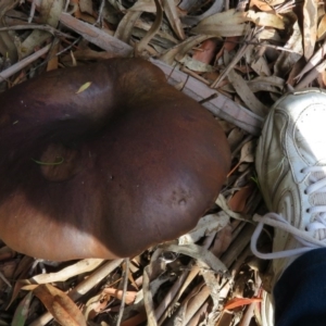 zz bolete at Coree, ACT - 16 Apr 2020 10:19 AM