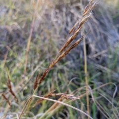 Sorghum leiocladum (Wild Sorghum) at Dunlop, ACT - 11 May 2020 by MattM