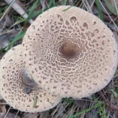 Macrolepiota sp. at Cotter River, ACT - 15 Apr 2020 by Christine