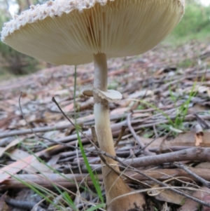 Macrolepiota sp. at Cotter River, ACT - 16 Apr 2020 09:05 AM