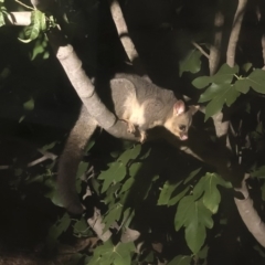 Trichosurus vulpecula (Common Brushtail Possum) at Michelago, NSW - 27 Jan 2020 by Illilanga