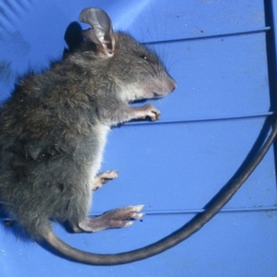 Rattus rattus (Black Rat) at Red Hill, ACT - 25 Mar 2011 by Illilanga