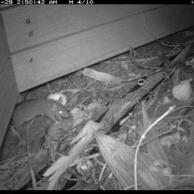 Rattus rattus (Black Rat) at Michelago, NSW - 29 Jan 2019 by Illilanga