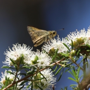 Ocybadistes walkeri at Barton, ACT - 14 Nov 2019 12:47 PM