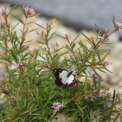 Belenois java (Caper White) at Mount Ainslie to Black Mountain - 28 Mar 2020 by Tammy